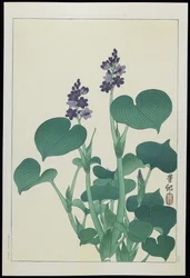 Wasserhibiskus, 1930er Jahre